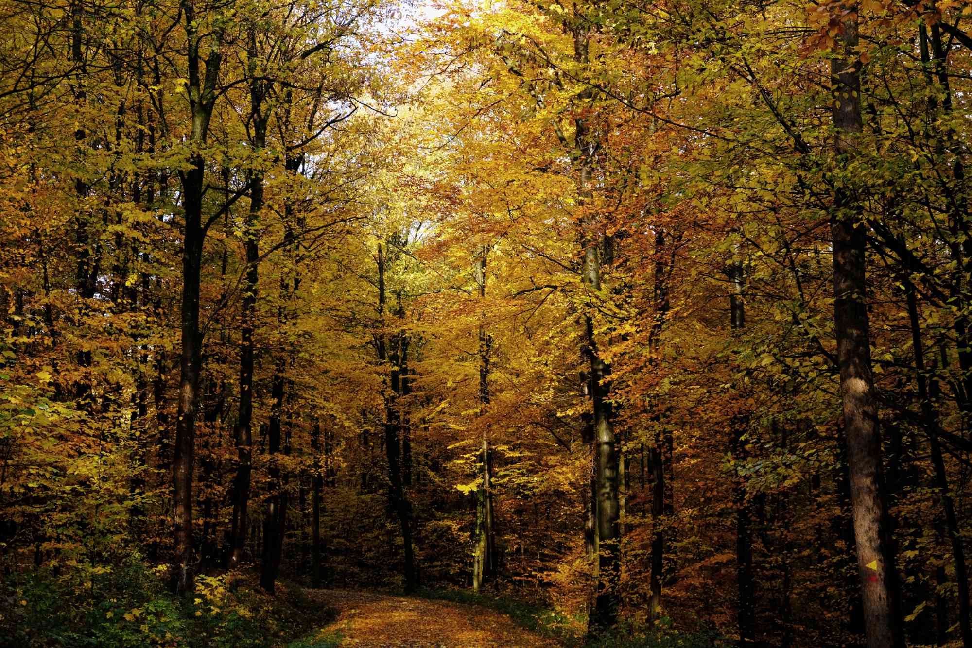 Wald mit buntem Herbstlaub
